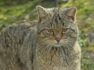 Obraz premium Männliche Wildkatze (Felis silvestris silvestris)