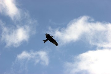 Fliegender Rotmilan (Milvus milvus)