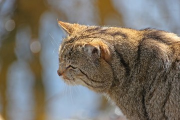Männliche Wildkatze (Felis silvestris silvestris)