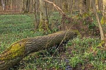 Blühende Märzenbecher (Leucojum vernum) im Nationalpark Hainich