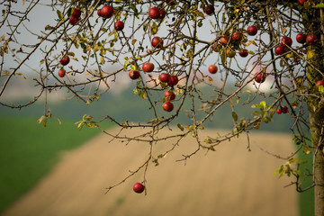 Hanging old and spoiled apples against the backdrop of Moravian fields
