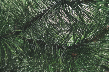  pine branch in the rain
