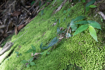 Moss growing tropical forest