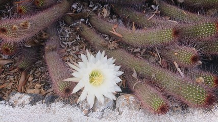 Lanzarote