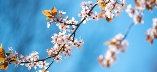Cherry tree branch with white blossom against blue sky
