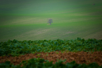 A lonely tree standing in autumn Moravian fields