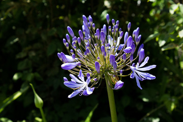 Blue Flower with dark foliage in the background