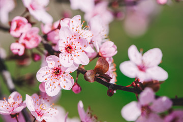 Delicate pink cherry or plum blossoms in spring season closeup