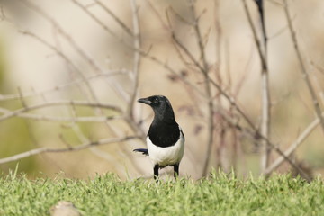 magpie common