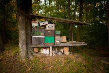 Fototapeta premium Chests of Moravian farmers standing on the edge of the forest