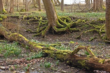Blühende Märzenbecher (Leucojum vernum) im Nationalpark Hainich