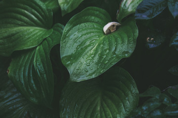  green leaf with water drops