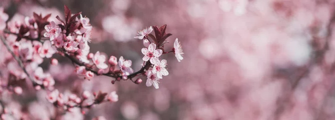 Fotobehang Bloesem Roze lente bloeiende tak brede achtergrond  © eshana_blue