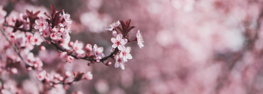 Pink spring blossoming branch wide background