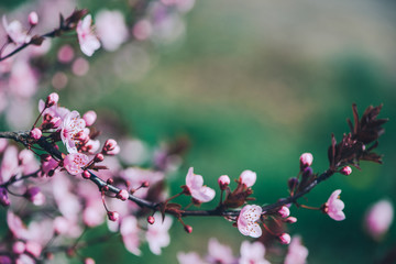 Gentle seasonal spring background with blossoming cherry tree branch