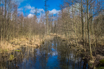 Creek in a forest on a sunny day