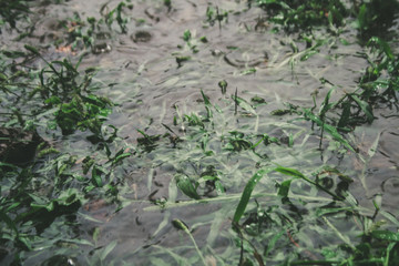 green grass in a puddle