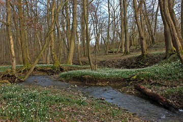 Blühende Märzenbecher (Leucojum vernum) im Nationalpark Hainich