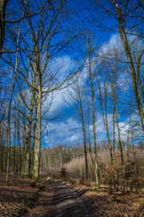 A dirt road crossing through a forest with blue sky above with some clouds