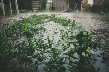  green grass in a puddle