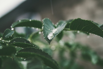 raindrops on rose leaves