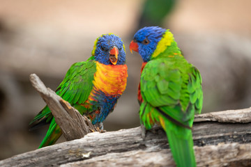 Fototapeta na wymiar A colorful couple of lorikeet Parrots 