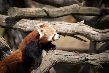 Fototapeta premium A cute Red Panda in the woods