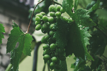 green grapes on the vine