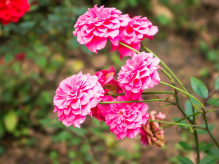 pink flower flower close up background.