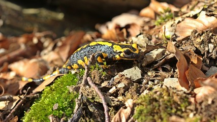 Feuersalamander (Salamandra salamandra) im Nationalpark Kellerwald