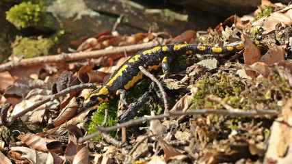 Feuersalamander (Salamandra salamandra) im Nationalpark Kellerwald