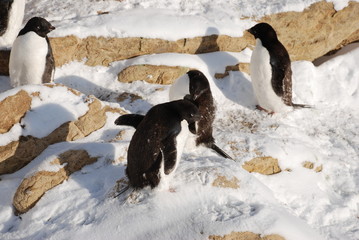 penguin in antarctica