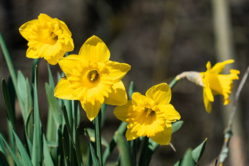 Obraz premium daffodil in a forest with a blurry background
