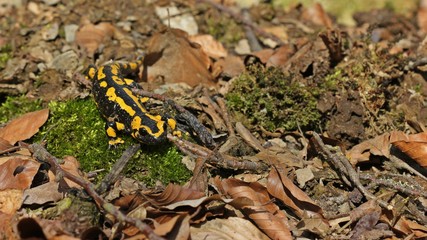 Feuersalamander (Salamandra salamandra) im Nationalpark Kellerwald