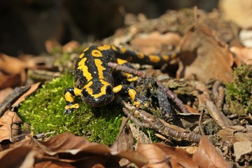 Feuersalamander (Salamandra salamandra) im Nationalpark Kellerwald