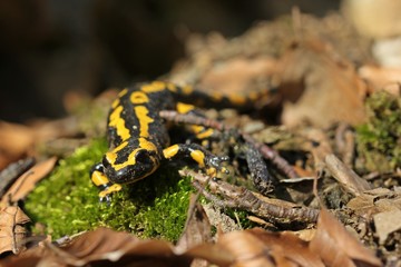 Feuersalamander (Salamandra salamandra) im Nationalpark Kellerwald