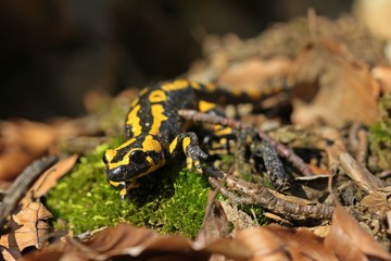 Feuersalamander (Salamandra salamandra) im Nationalpark Kellerwald