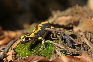 Feuersalamander (Salamandra salamandra) im Nationalpark Kellerwald