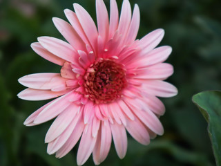 blooming beautiful pink flower background.