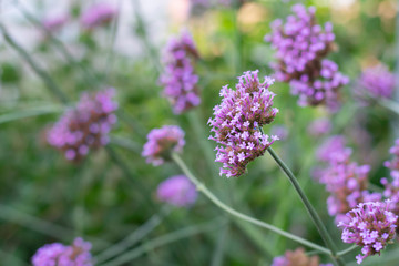 Obraz premium Close up view of blooming Verbena flowers in summertime. Traditional or alternative medicine herbs