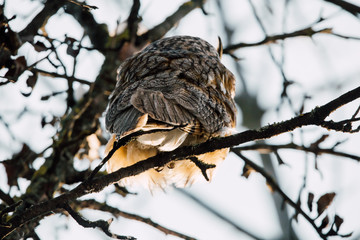 Ural Owl portrait in wild.
