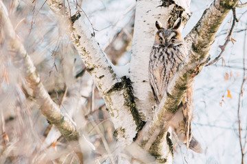 Beautiful Long-eared owl sitting in a tree. (asio otus)