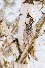 Beautiful Long-eared owl sitting in a tree. (asio otus)