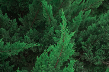 Green thuja butches close up background