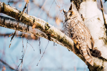 Beautiful Long-eared owl sitting in a tree. (asio otus)