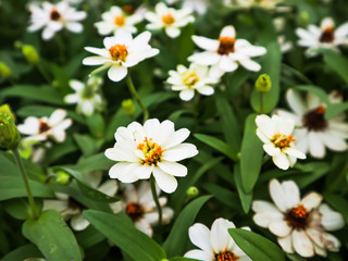 Obraz premium White flowers background.Soft dreamy image