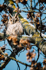 Beautiful Long-eared owl sitting in a tree. (asio otus)