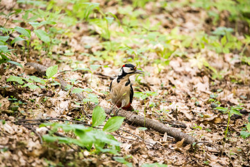 Great spotted woodpecker in the forest