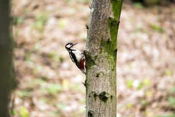 Great spotted woodpecker in the forest