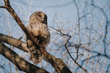 Ural Owl portrait in wild.